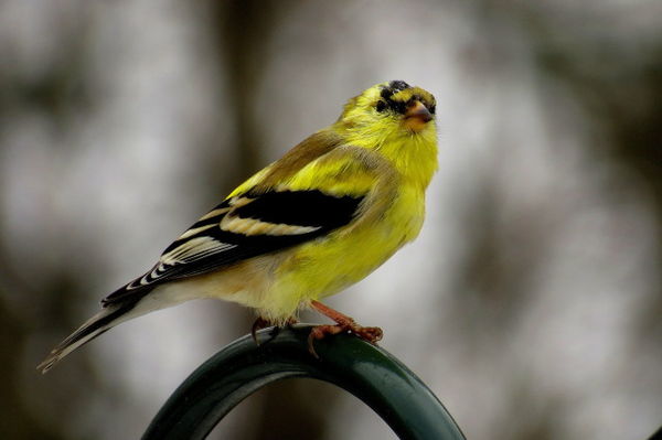 American Goldfinch (male) - Canon SX50 @ 215mm, 1/...