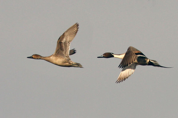 Pair of Northern Pintail...