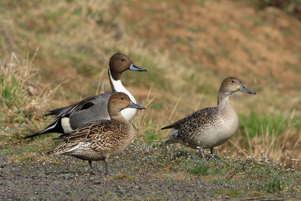 Pintail out their element...