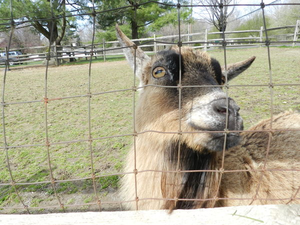 My goat friend at Tiny Miracles Farm...
