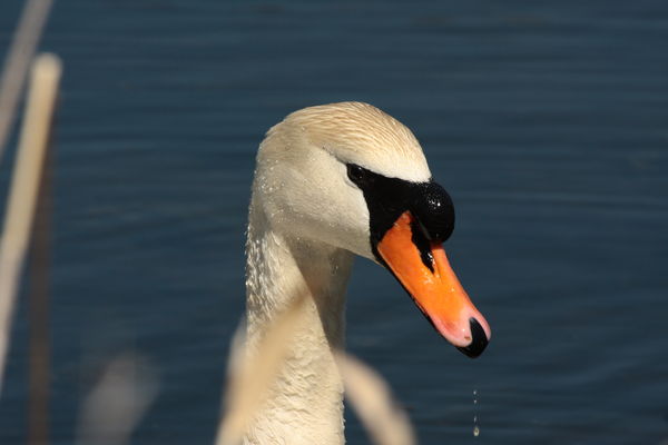 Swan portrait 1...