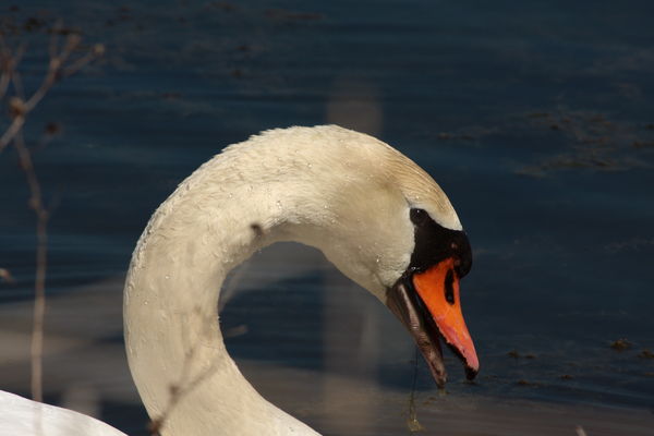 Swan portrait 2...