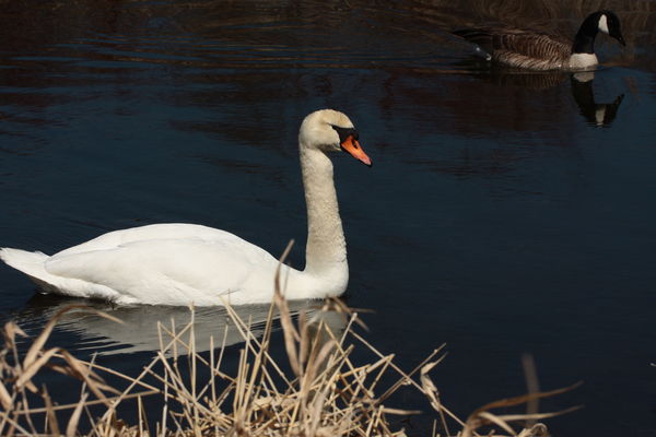 Swan portrait 3...