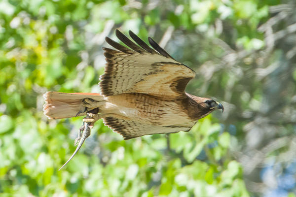 Red-tailed Hawk with a lizard for his hatchlings: Feeding time for the ...