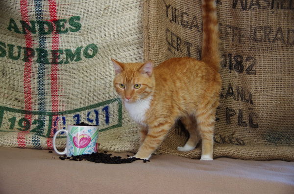 Coffee Cat...