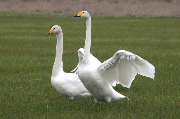 Whoopers Swan...