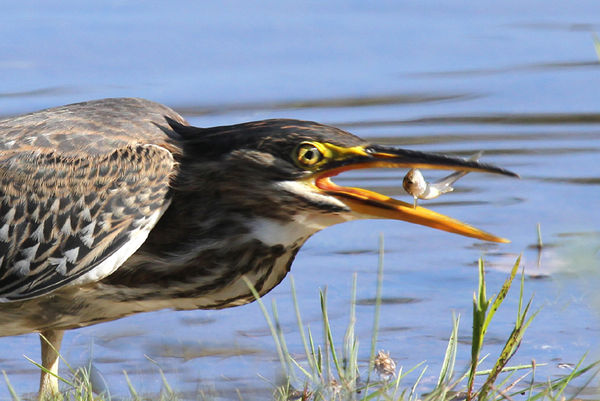Juvinile Green Heron catching lunch...