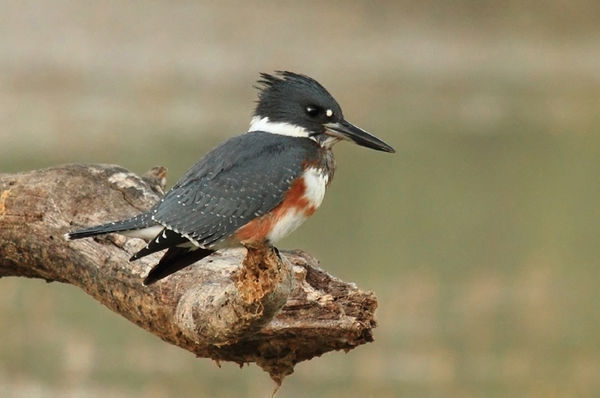 Belted Kingfisher...