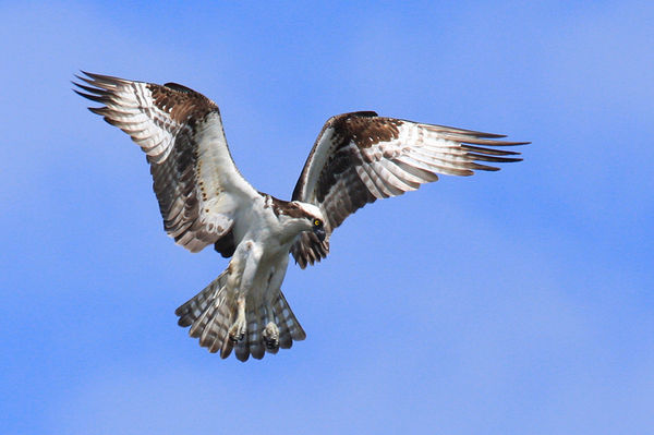 Osprey looking for food...
