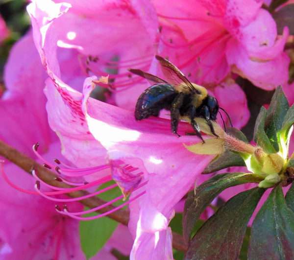 Bumblebee on azalea...