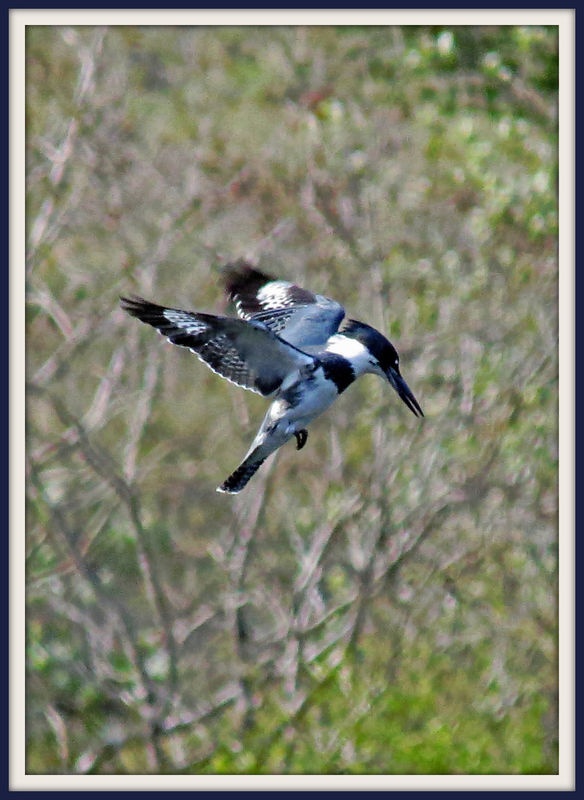 5. Male Belted Kingfisher...