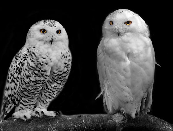 Snow Owls...