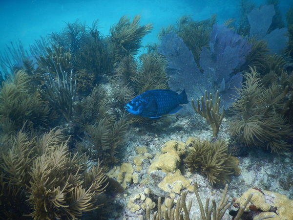 Sombrero Reef Parrot Fish...