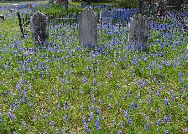 1.  Bluebonnets do well with no human intervention...