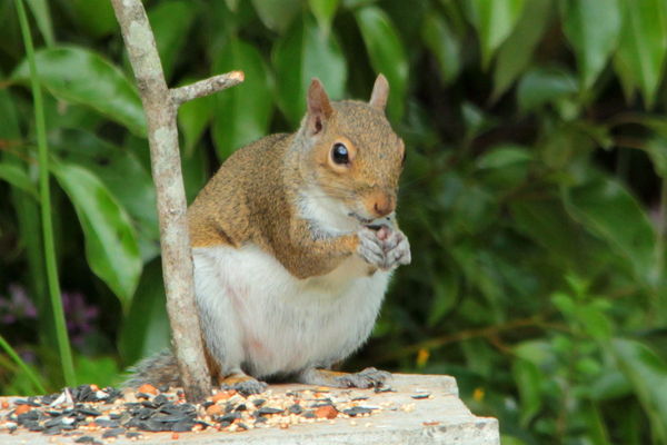 Squirrelly Birdseed Stealers (say that fast 3 time...