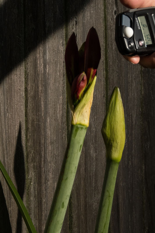 SX50 testing offcamera flash triggered by the SX50 flipup flash