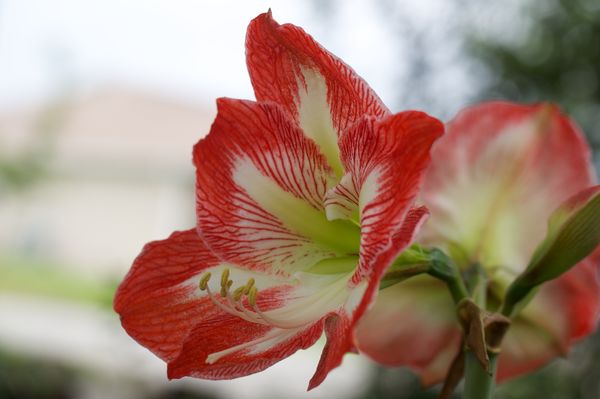 An amaryllis from our yard....