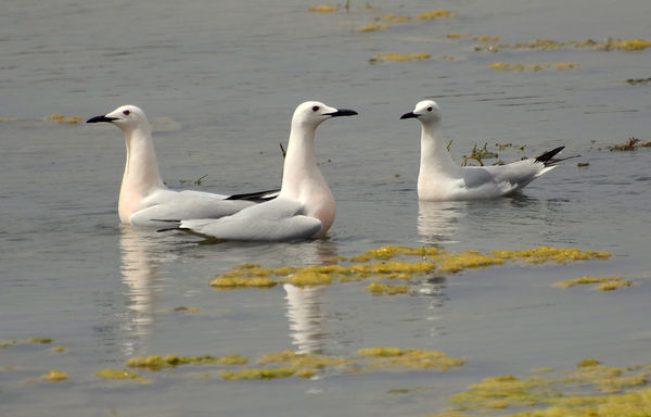 Slender Billed Gulls in breeding colours (black be...