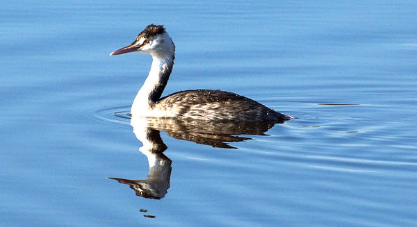 Great crested Grebe in winter plumage...