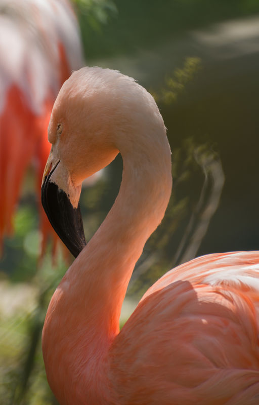 Flamingo at Indy Zoo...