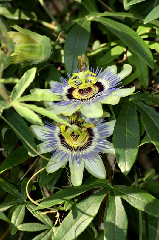 passionflower blooms...