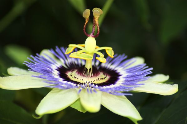 passionflower bloom...