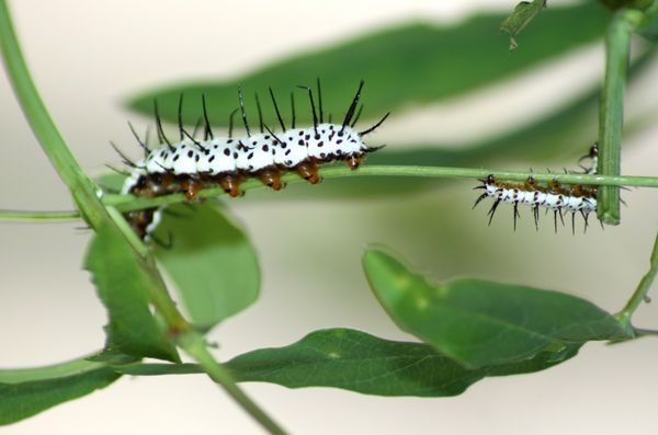 Zebra Longwing catterpillars on passionflower vine...