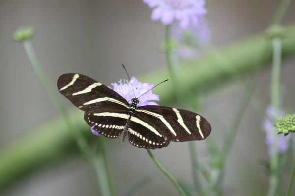 adult Zebra Longwing butterfly...