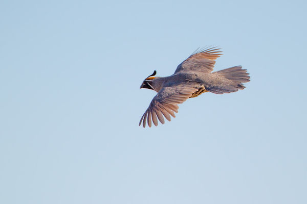 Gambel's Quail in flight is not as nice as the one...