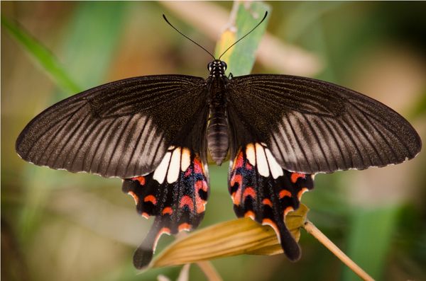 Swallow Tail Butterfly...
