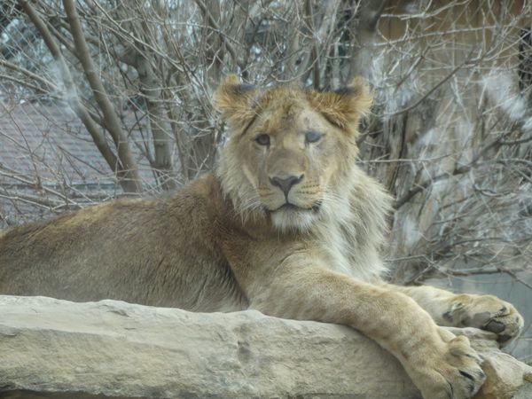 Lion on rock - focal 52mm...