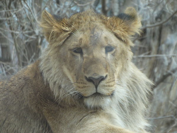 Lion on rock -  focal 100mm...