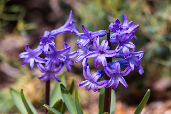 hyacinths...