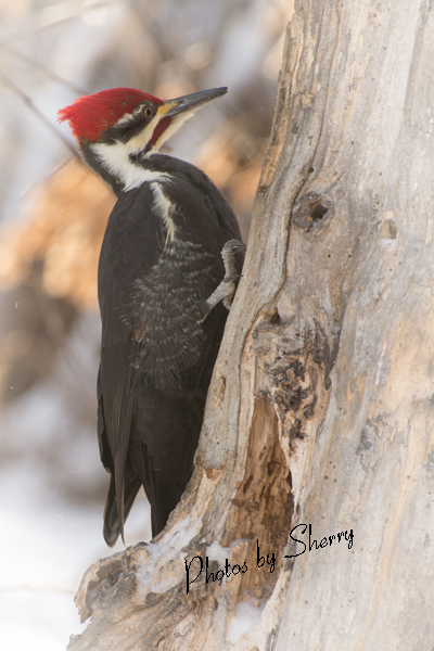 Pileated Male Taken using my D7100 Nikon with a 70...