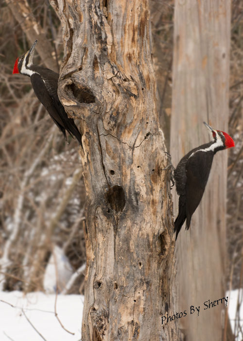 Pair of Pileated woodpeckers. Using the same camer...