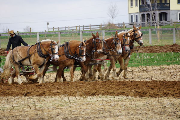 A team of horses and mules plowing the field...