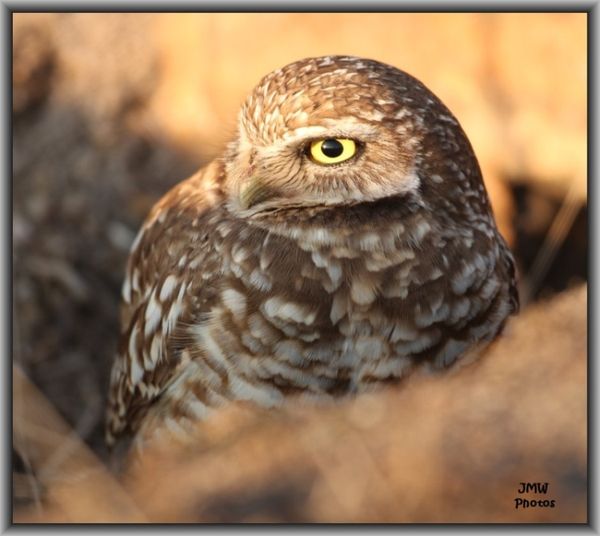 Burrowing Owl...