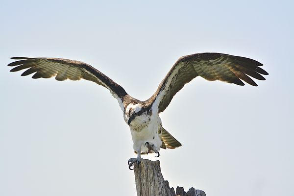 Female Osprey showing off her talons...