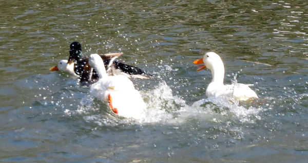 Murderous ducks: A mallard chased a white duck into the river, then got ...