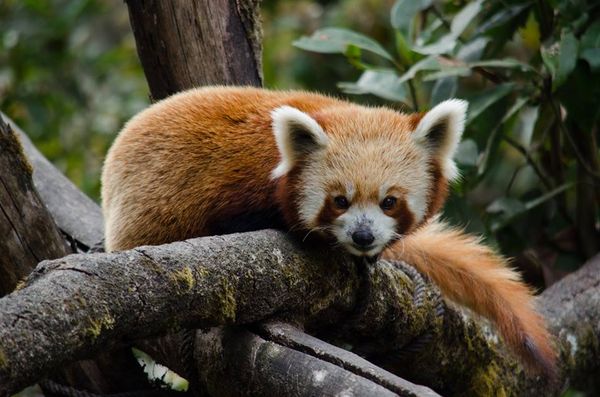 Red Panda at the breeding centre in Darjeeling, In...