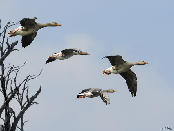 Geese in Flight...