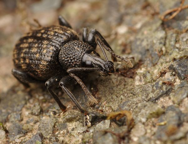 and the weevil...