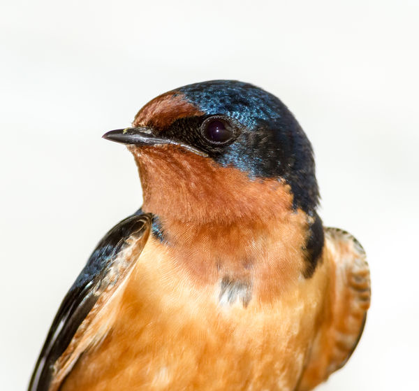 Portrait of a barn swallow...
