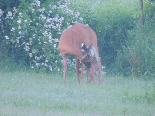Whitetail deer on my property last year....