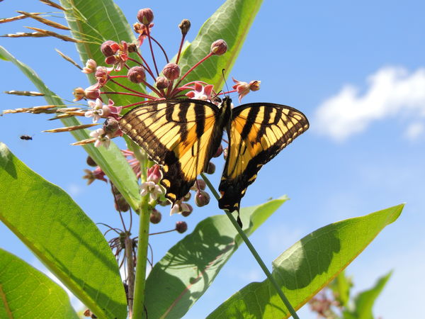yellow swallowtail on a milkweed...