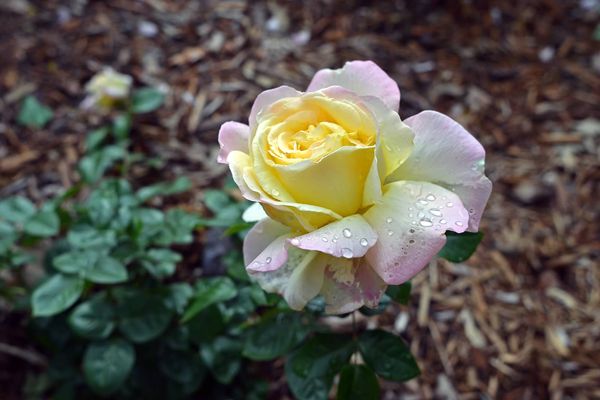 Delicate yellow rose after a soft summer rain...