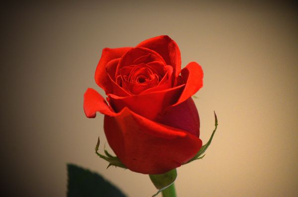 Red rose in the spotlight...