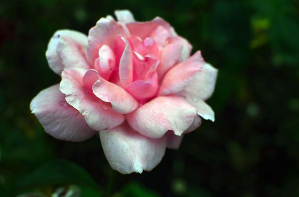 Blushing white rose...