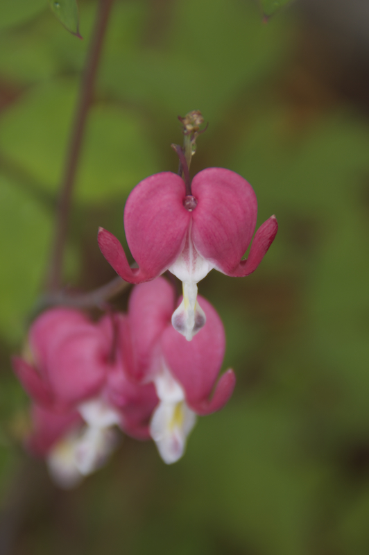 Bleeding hearts - in our own yard after the rain t...