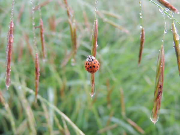 Lady bug and early morning dew...